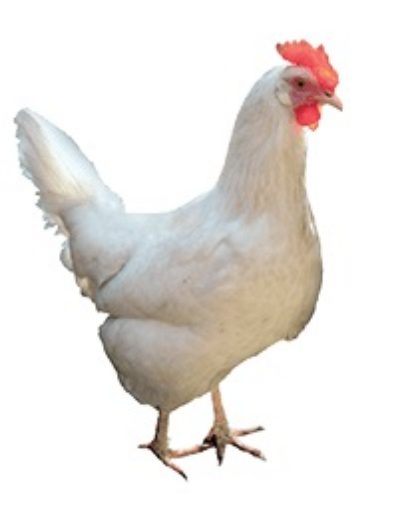 Immagine di GALLINA OVAIOLA BIANCA Livornese