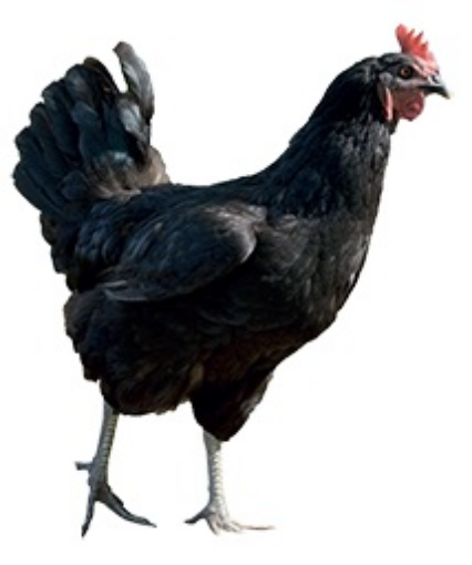 Immagine di GALLINA OVAIOLA NERA Jersey