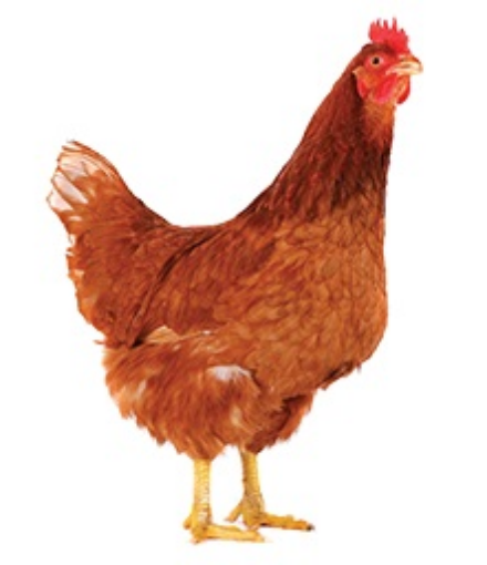 Immagine di GALLINA OVAIOLA ROSSA Lohmann