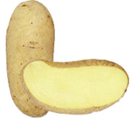 Immagine di PATATE SPUNTA da SEME 35/55 sacco 10kg