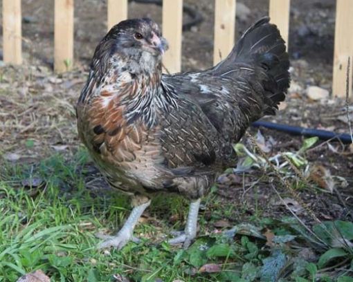 Immagine di OLIVER UOVA VERDI GALLINA ORNAMENTALE