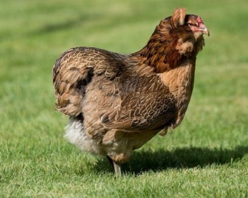 Immagine di ARAUCANA UOVA BLU GALLINA ORNAMENTALE