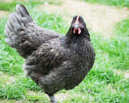 Immagine di MARANS UOVA CIOCCOLATO GALLINA ORNAMENTALE