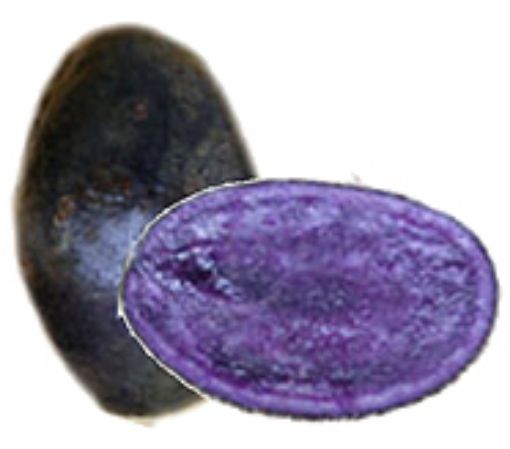 Immagine di PATATE BLEUET  da SEME A (viola)35/50 €/kg Olanda