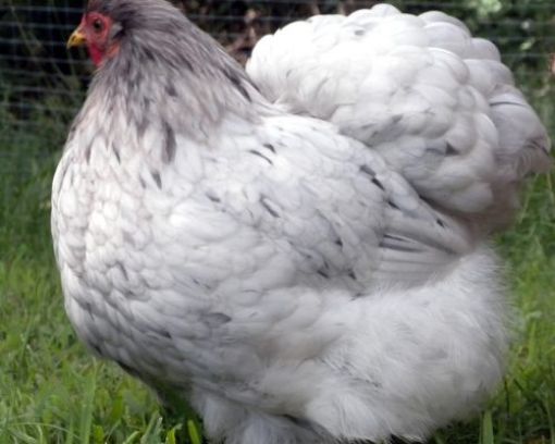 Immagine di CONCINCINA NANA GALLINA ORNAMENTALE