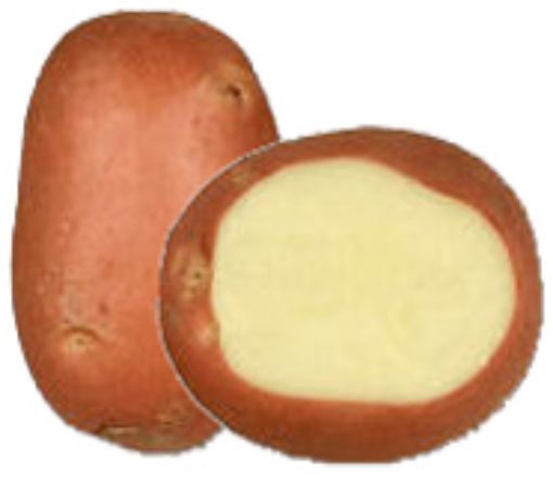 Immagine di PATATE LAURA da SEME A 35/55 sacco 25kg Germania