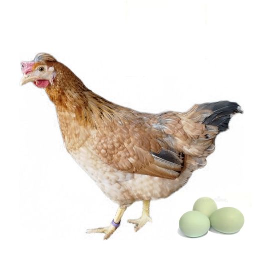 Immagine di GALLINA CIUFFATA DALLE UOVA VERDI-AZZURRE