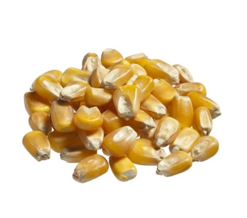 Immagine di MAIS INTERO U.Z. KG.10