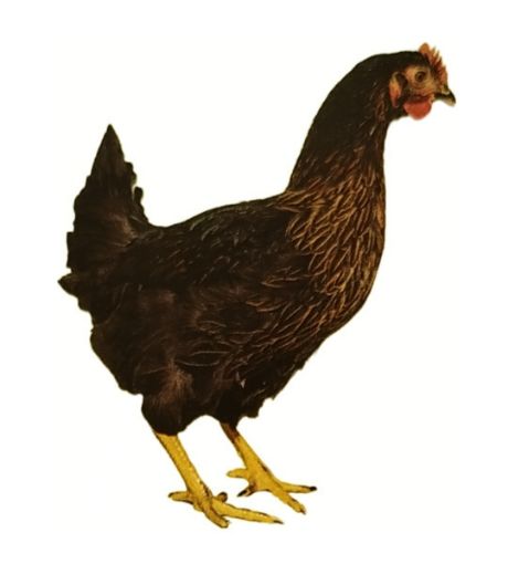 Immagine di GALLINA OVAIOLA NERA Jersey