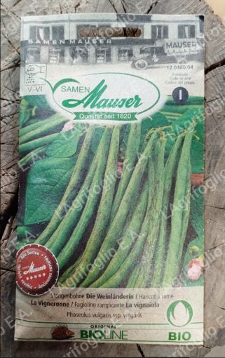 Immagine di FAGIOLO Svizzero Die Weinlanderin - Medio Tardivo rampicante