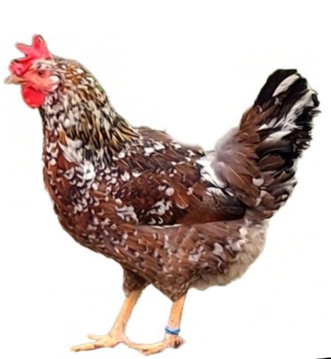 Immagine di GALLINA MILLEFIORI DI LONIGO ORNAMENTALE