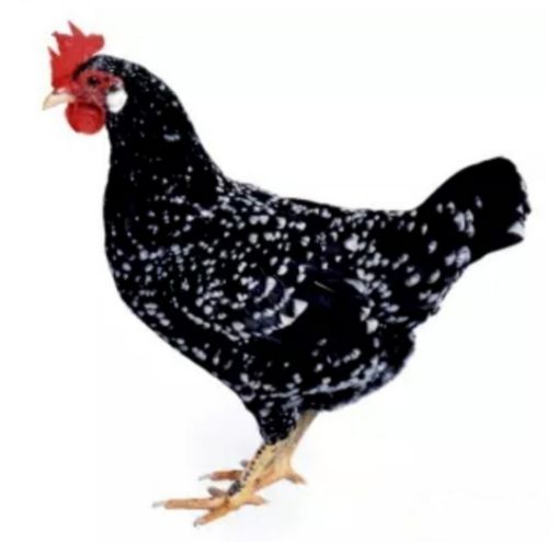 Immagine di GALLINA ANCONA ORNAMENTALE